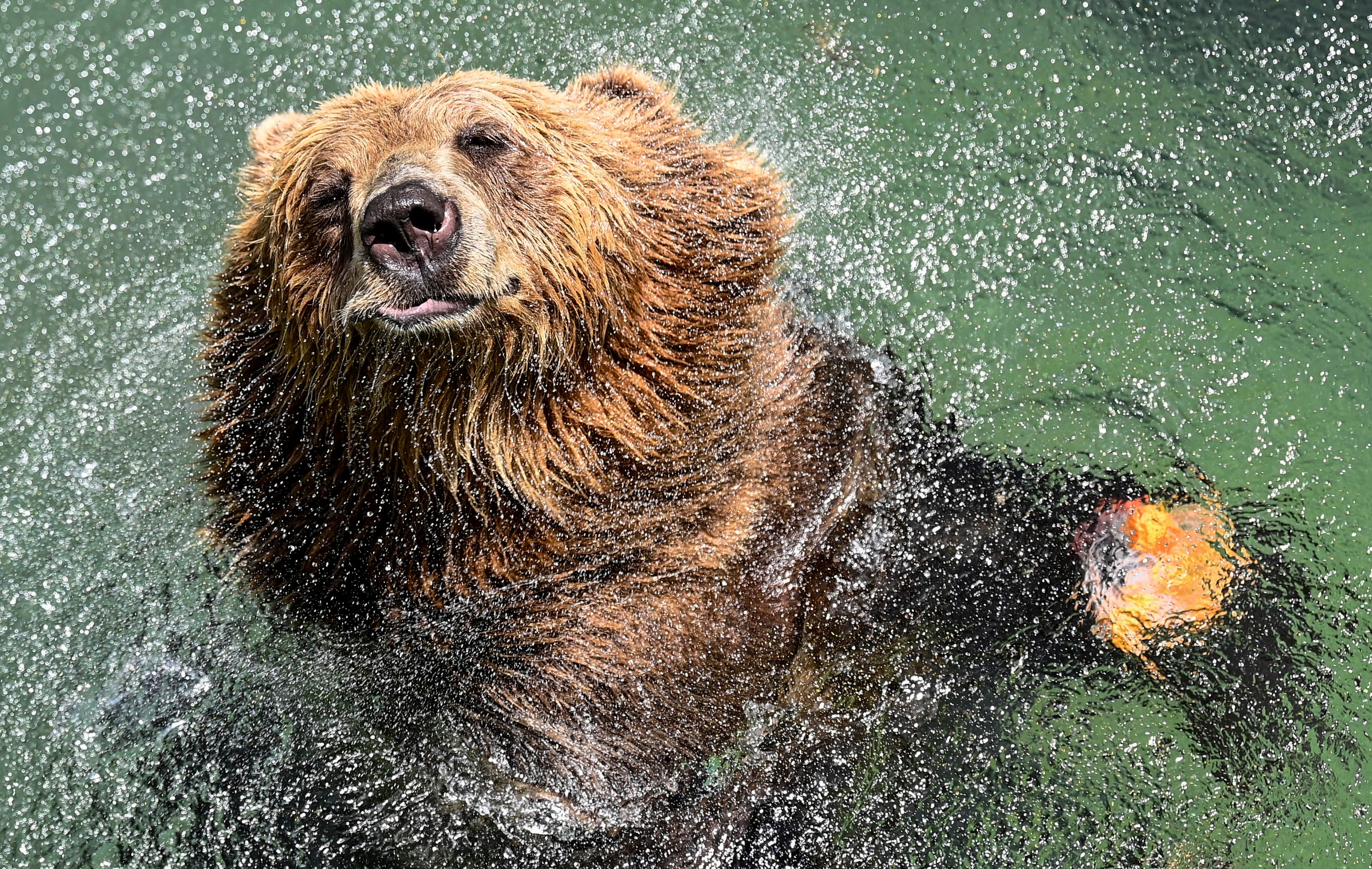 A brown bear cools off in a pool at the Rome Zoo during a heatwave.