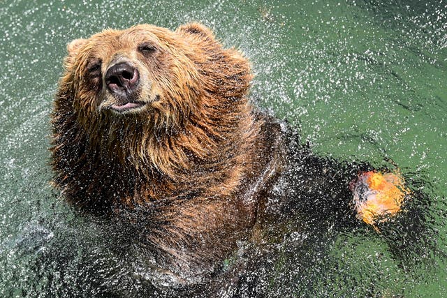 <p>A brown bear cools off in a pool at the Rome Zoo during a heatwave.</p>
