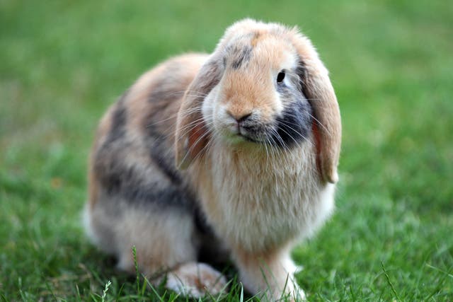 <p>A domesticated pet rabbit (Nick Ansell/PA)</p>