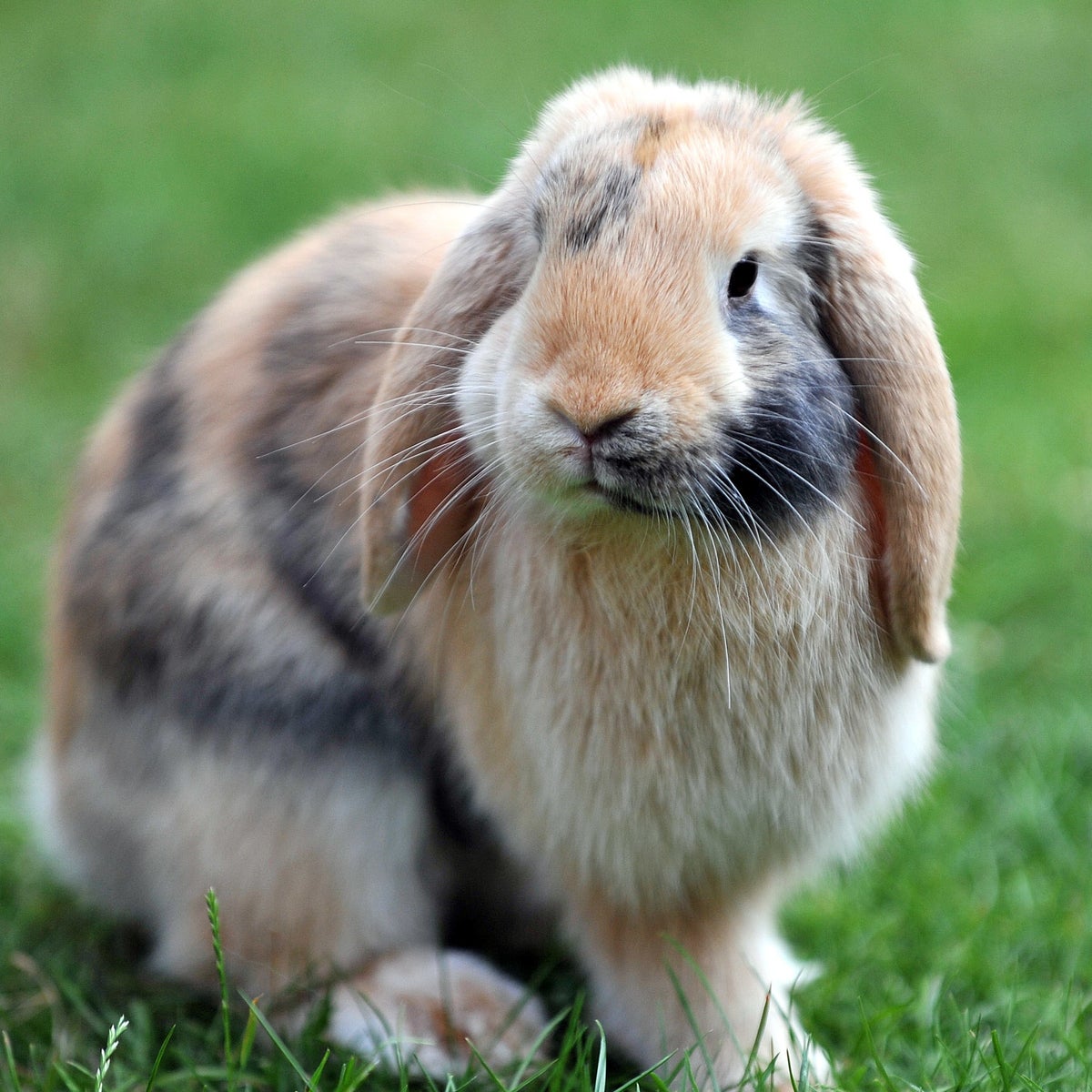 Pet Sitter Rabbit Pet Rabbits