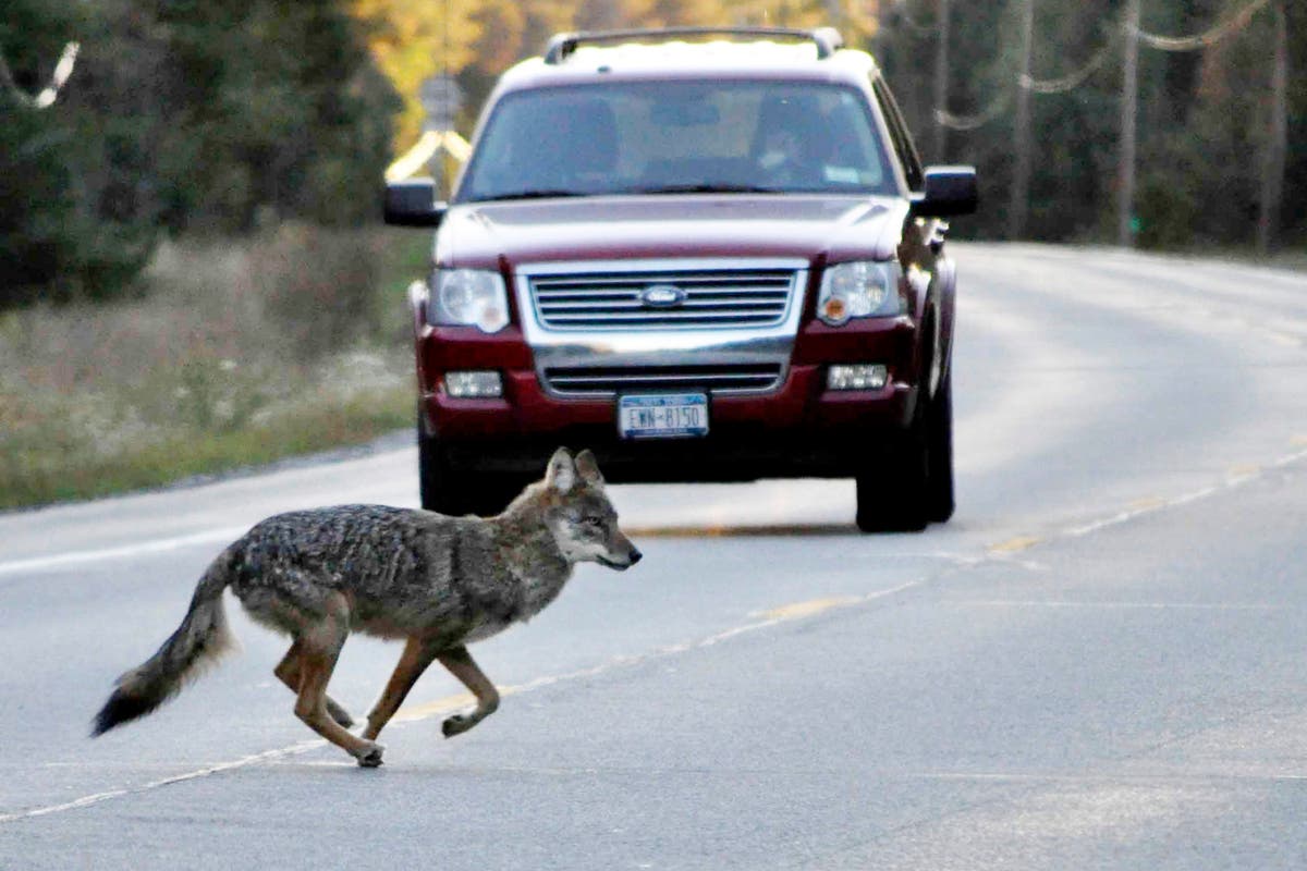 California man fatally stabs coyote in home after it attacks pet chihuahua