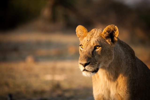 <p>A lioness at the Columbus Zoo in Ohio was killed by a male lion after the animals found a way to break a panel door between their enclosures (stock image)</p>