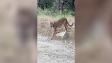 Mountain lion comes face to face with wildlife photographer in California