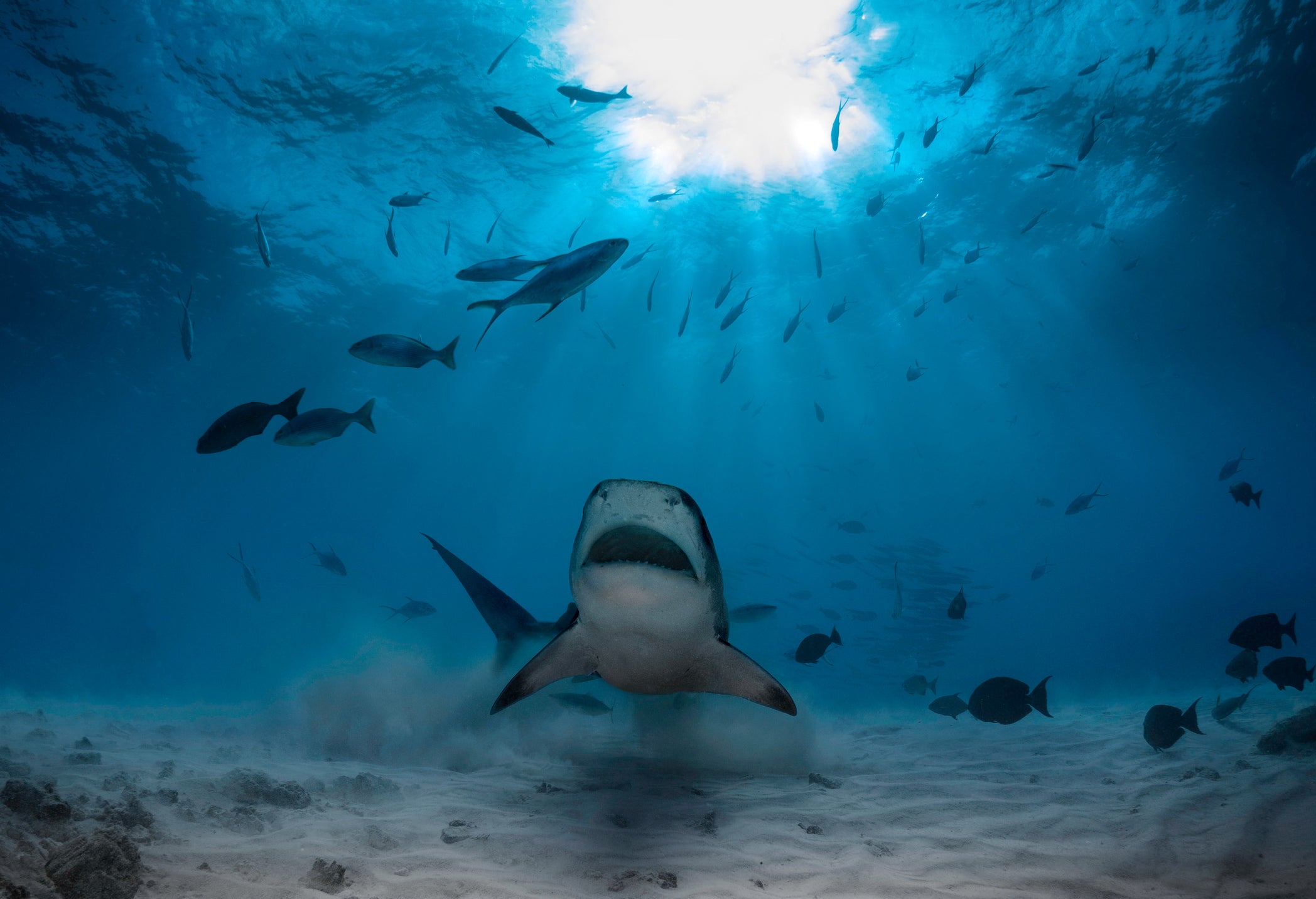 Why do sharks attack humans?