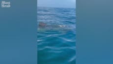 Whale shark swims up close to boat in extraordinary encounter off Florida coast