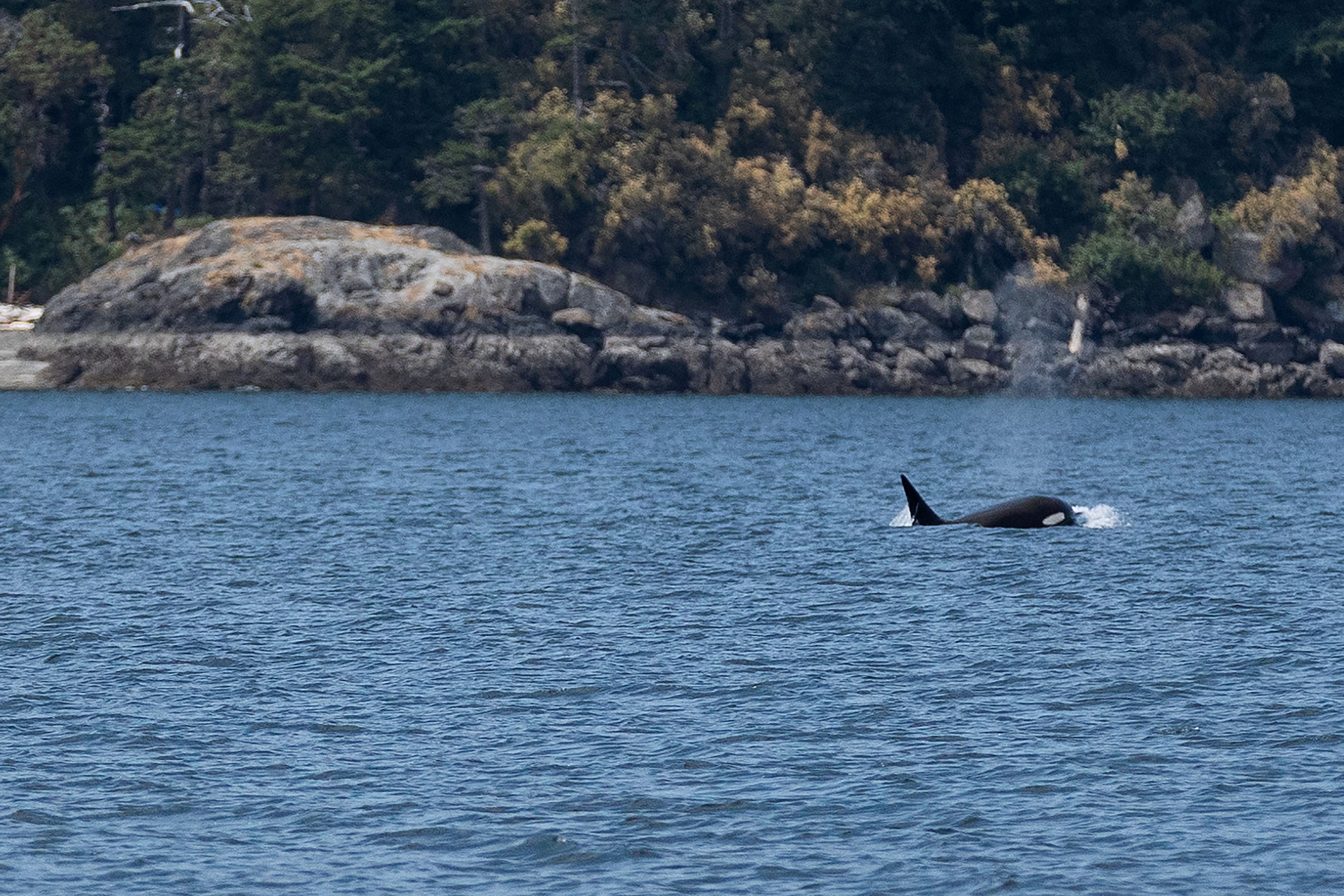 A killer whale member of the Bigg's orca T65B pod is seen in the Salish Sea near Eastsound, Washington