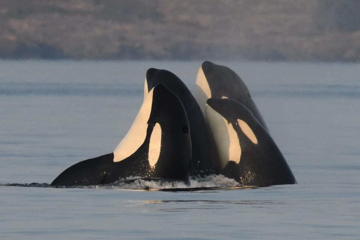 Male killer whales protected by post-menopausal mothers, study suggests