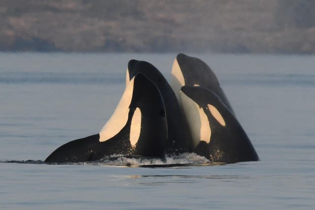 Resident Killer whales spyhopping (Katie Jones/Centre for Whale Research)