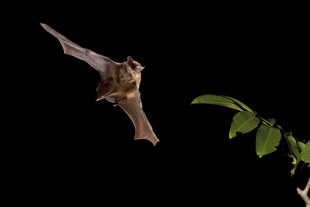 Kuhl’s pipistrelle were among the bat species included in the study (Alamy/PA)