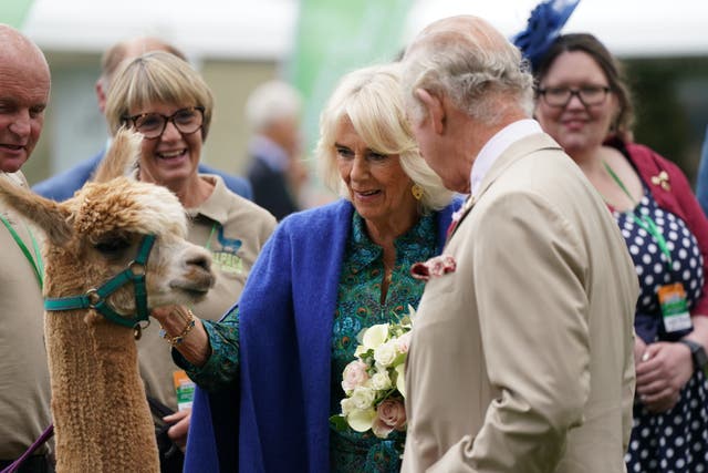 The King and Queen stroke Caleb the Alpaca during a visit to Theatr Brycheiniog in Brecon, Wales (Jacob King/PA)