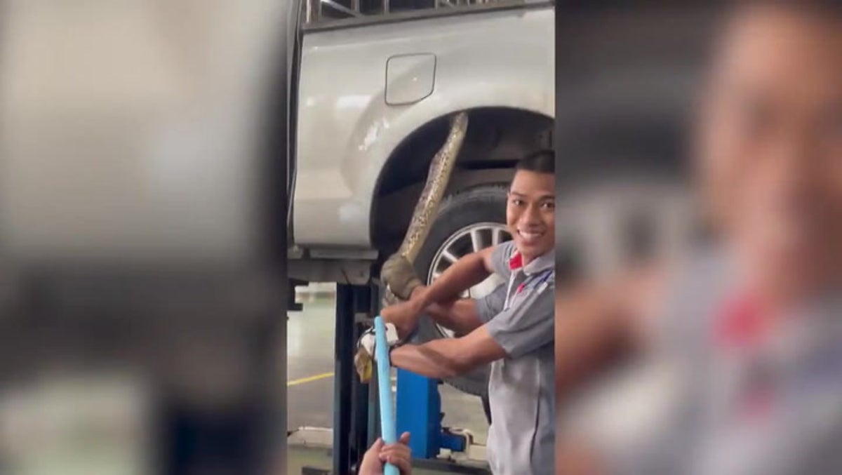 Mechanics remove huge python from underneath pickup truck in Thailand