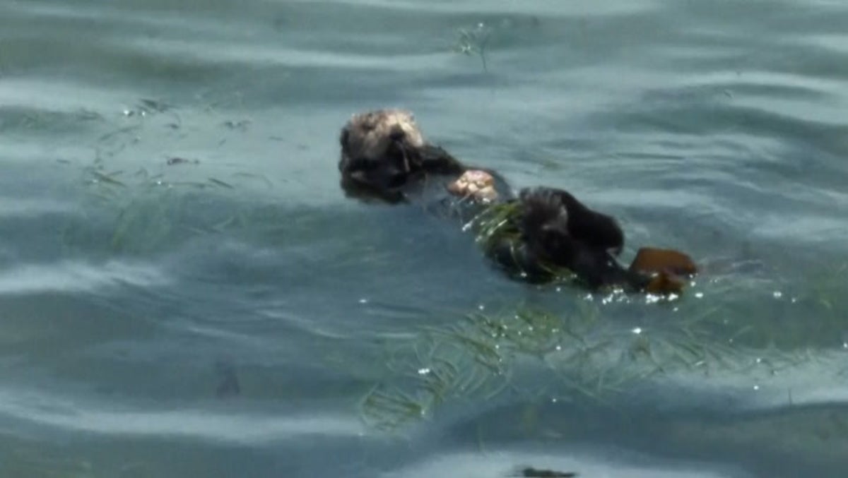 Santa Cruz’s surfboard stealing sea otter evades capture attempts