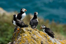 Holidaymakers warned not to touch dead birds on Welsh beaches amid concern over bird flu outbreak