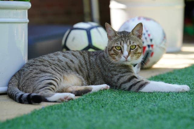 Dave the cat has been rehomed in the UK (Jonathan Brady/PA)