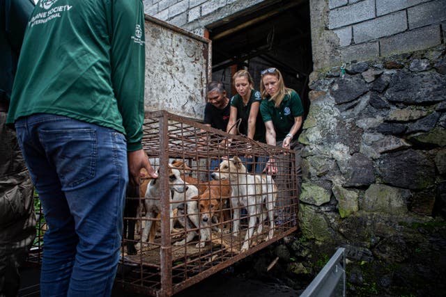 Indonesia Dog Meat Trade