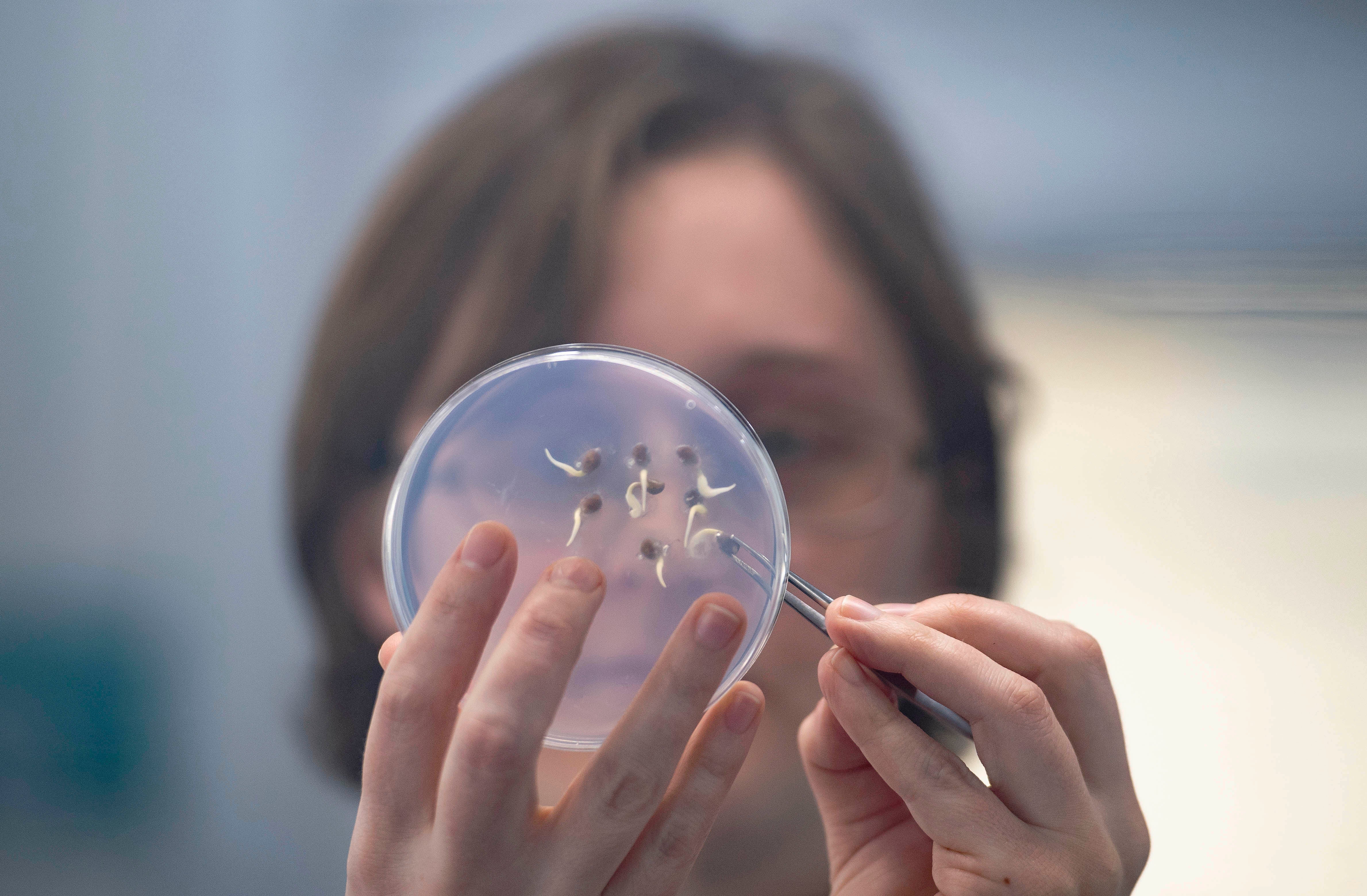 A scientist examines germinating seed in a laboratory at the Kew Millennium Seed Bank in Wakehurst