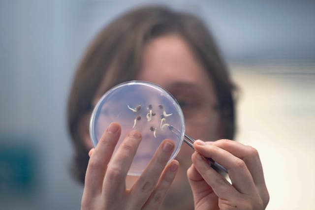 <p>A scientist examines germinating seed in a laboratory at the Kew Millennium Seed Bank in Wakehurst</p>