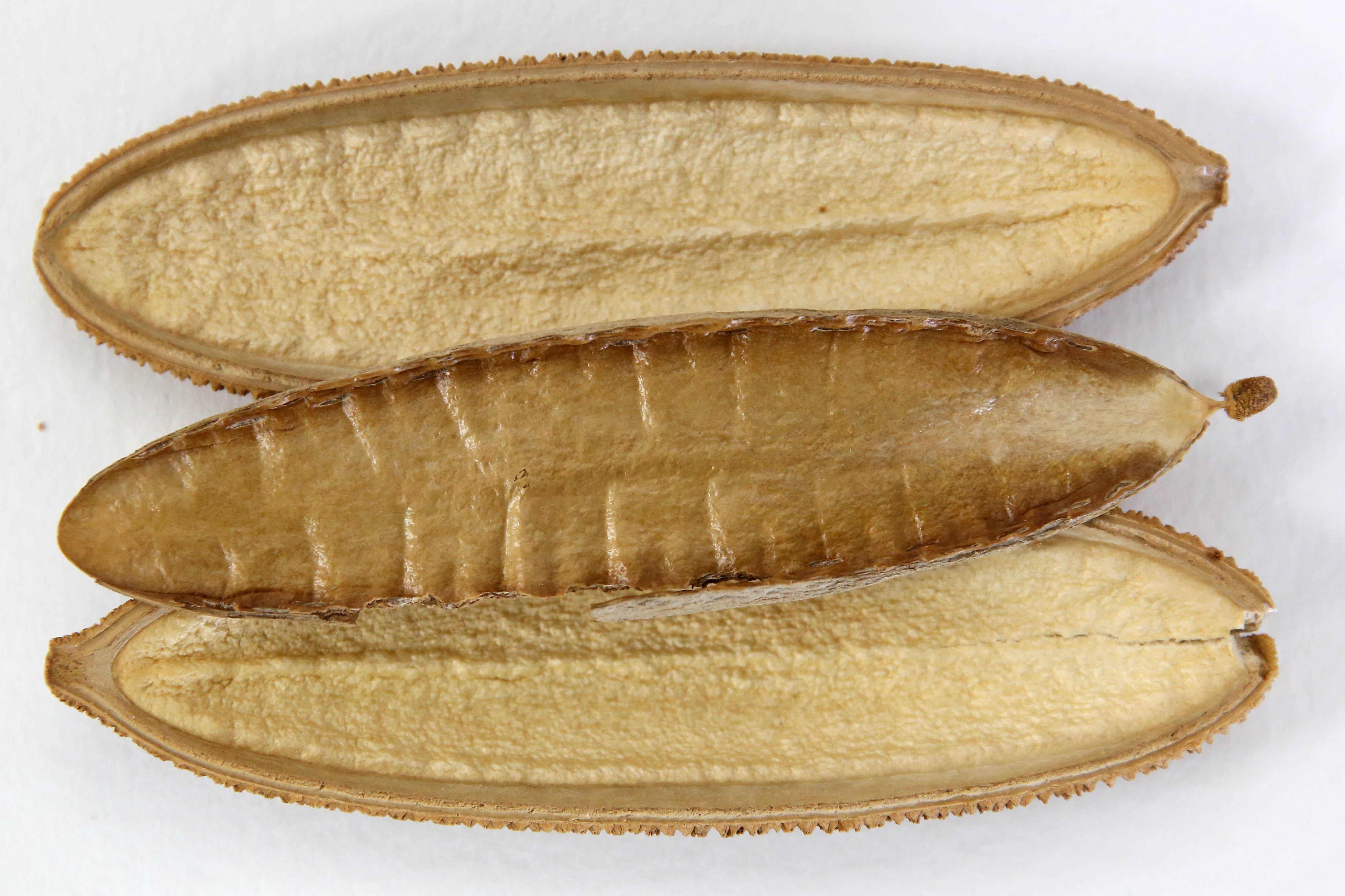 An example of a legume pod