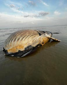 Urgent warning to avoid popular tourist beach after dead whale found