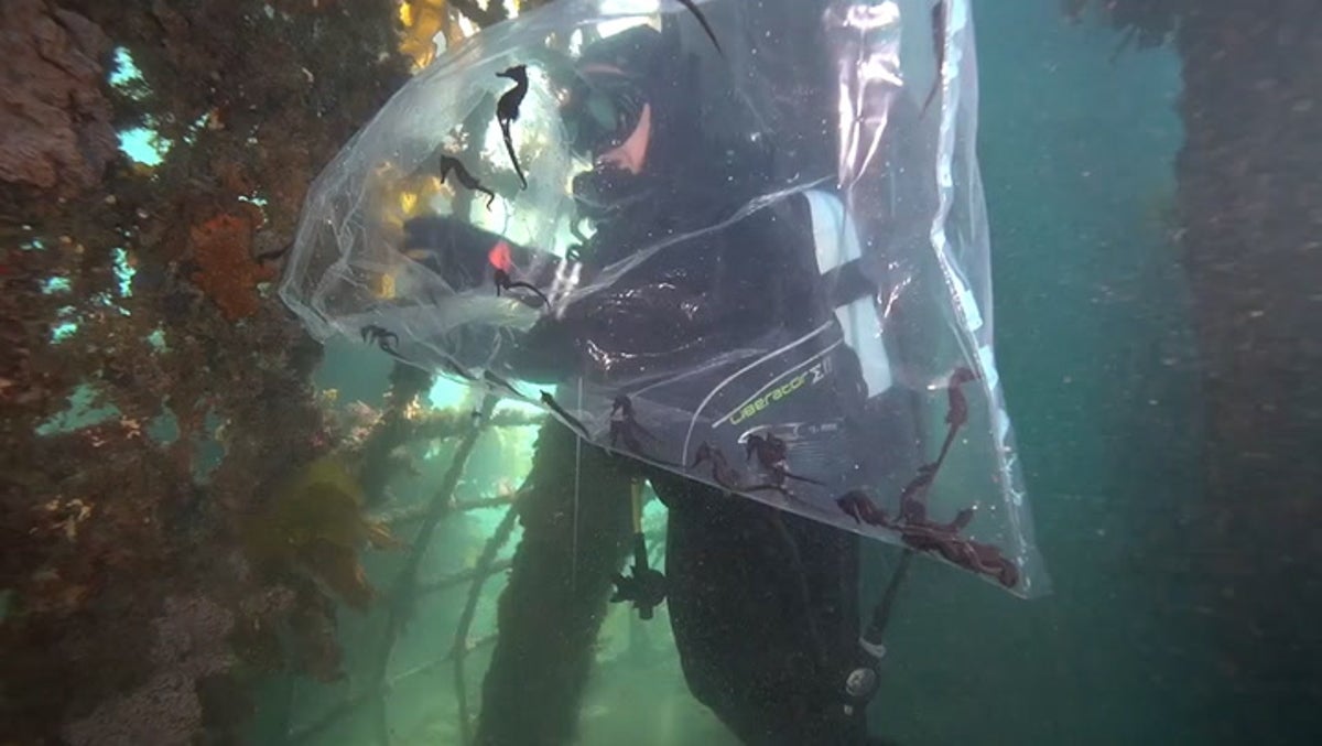 World’s largest release of seahorses completed in Sydney Harbour