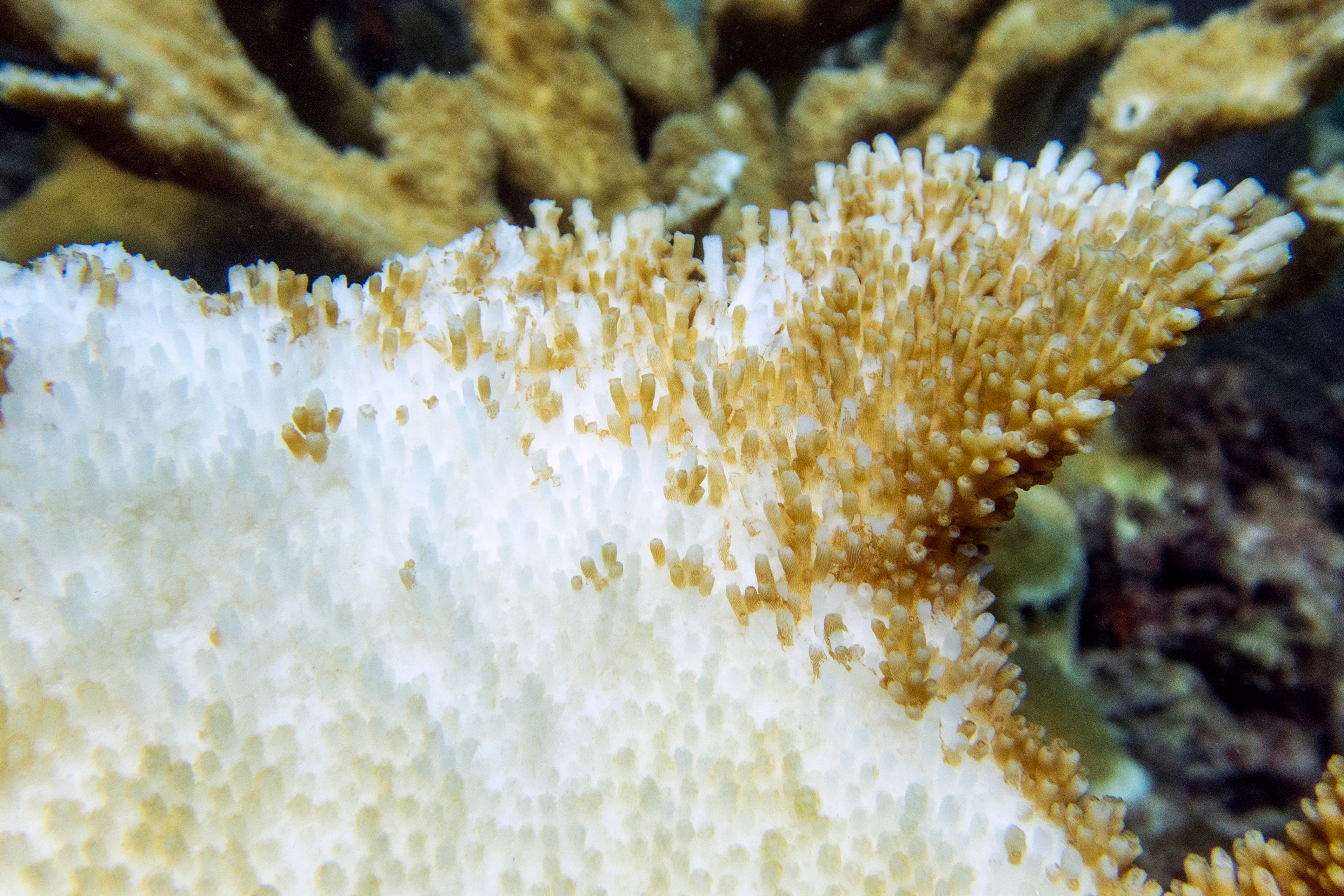 Coral Bleaching Florida