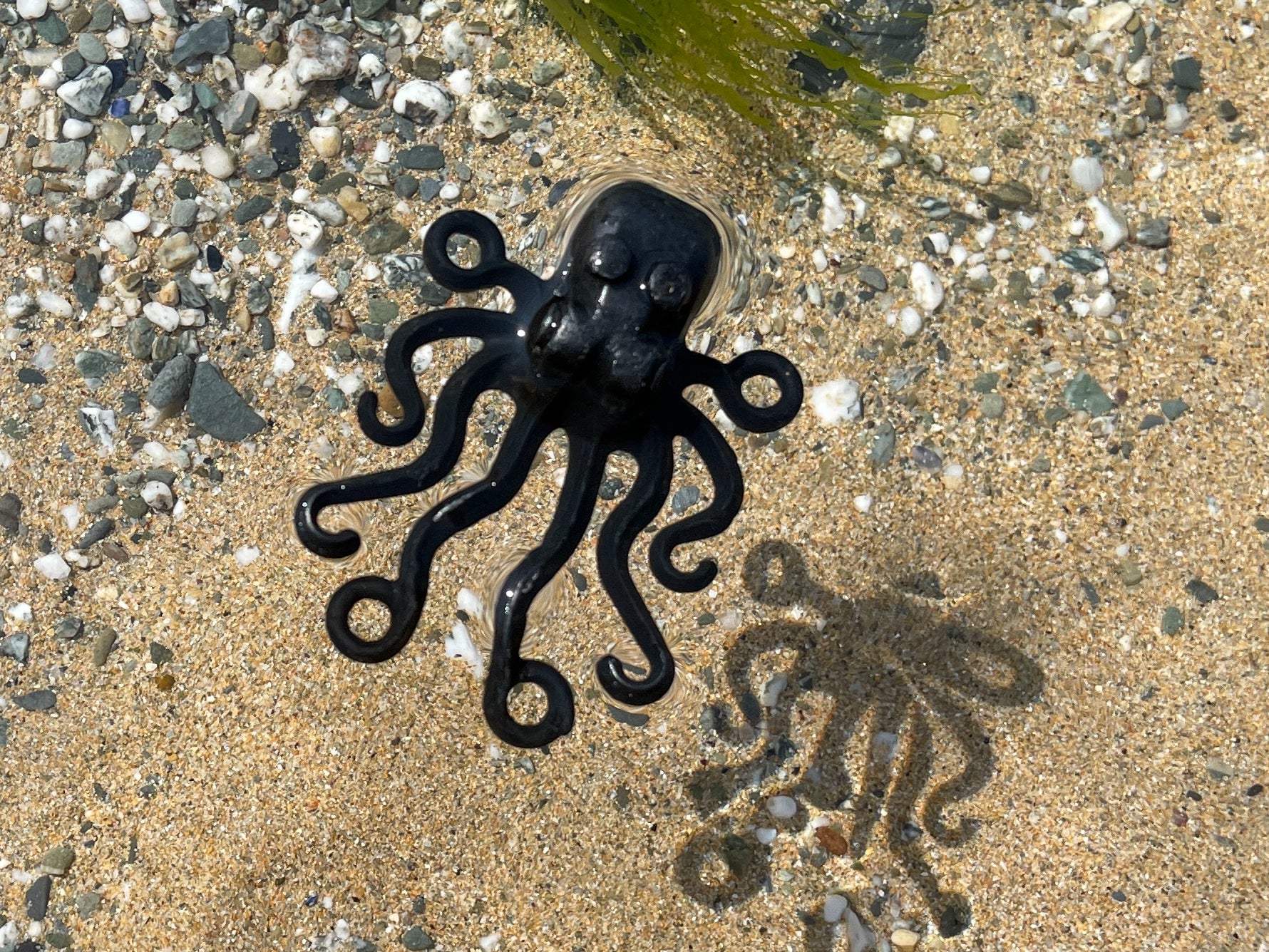 Octopusses are among the rarest finds