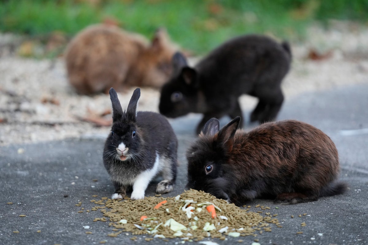 Groups working to round up domesticated rabbits that have been running ...