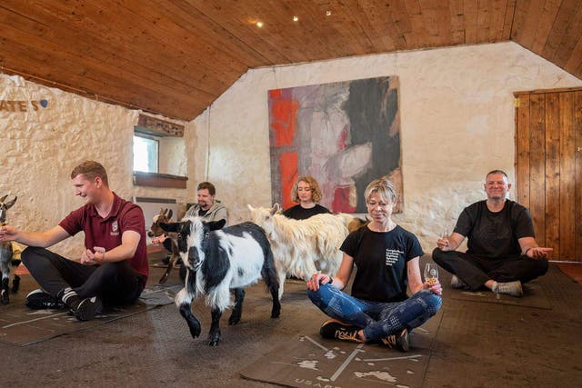 Goats Maggie, Hazel, Fergus and Angus take part in Goat Pilates at Bellcraig Farm in Fife (The Scotch Malt Whisky Society/Peter Sandground/PA)