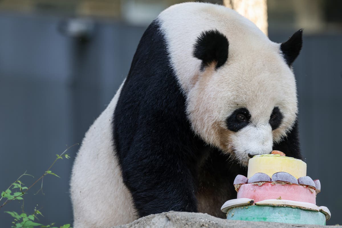 Watch live as giant panda celebrates 25th birthday with cake at Washington&rsquo;s National Zoo