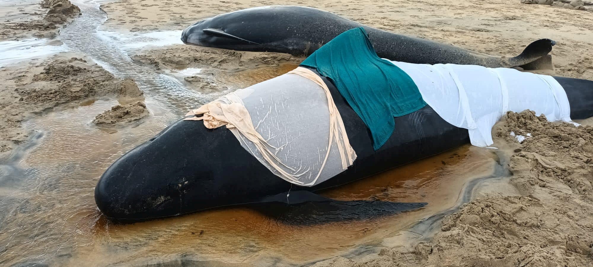 The living whales were covered in blankets to keep them wet