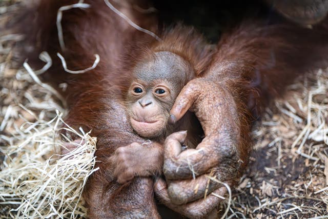 Orangutan Jingga shows off her baby to visitors at Blackpool Zoo (Michael Holmes/PA)