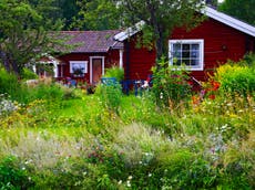 I became a ‘wild gardener’ – and it changed my life