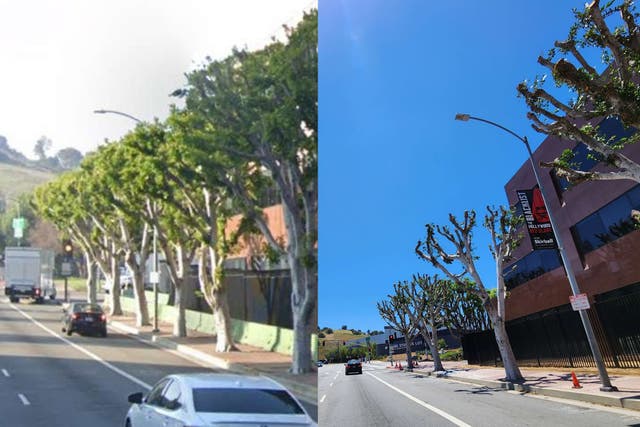 <p>The street outside Universal Studios, before and after pruning</p>