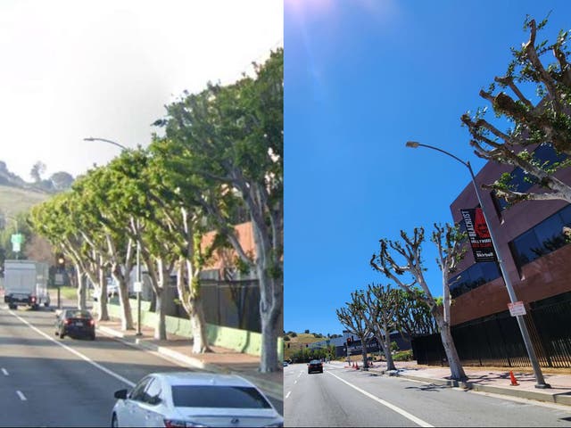 <p>The street outside Universal Studios, before and after pruning</p>