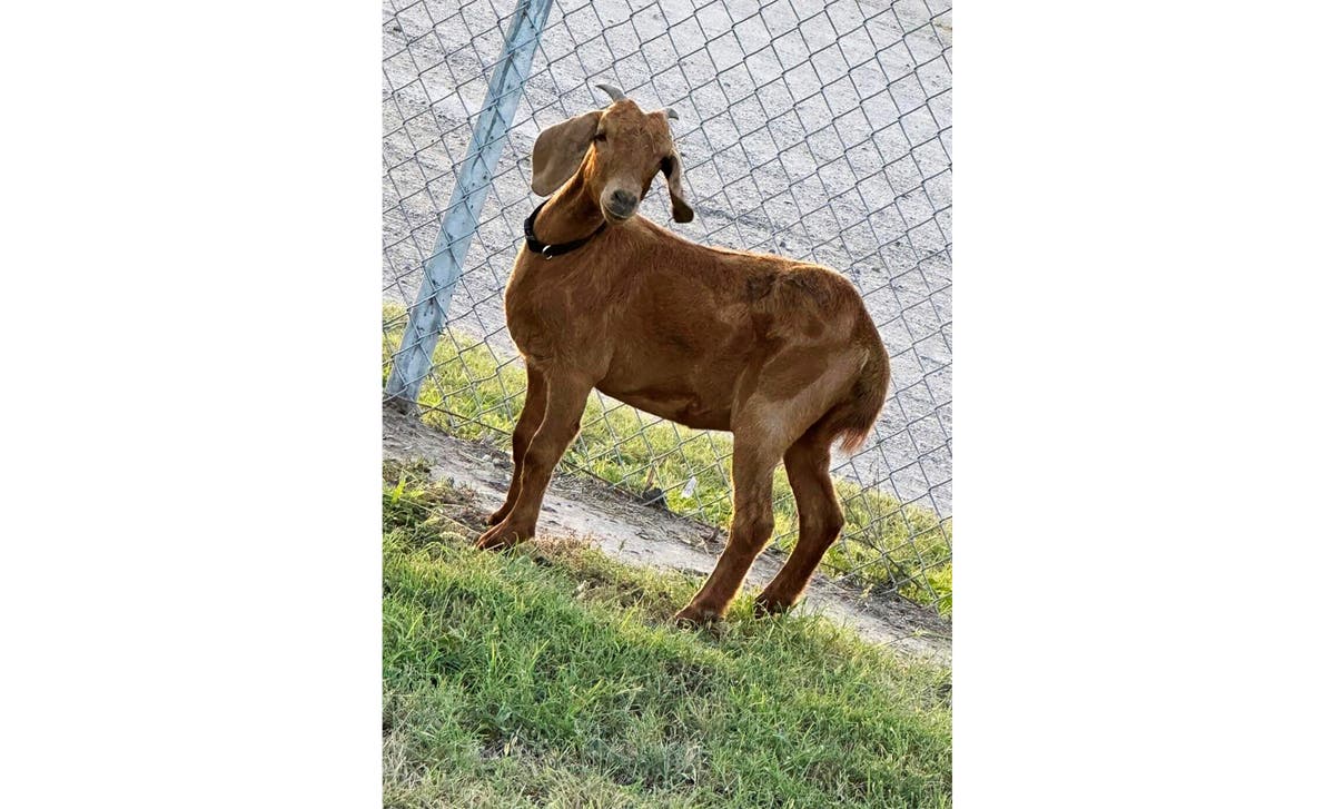 Avid search for missing Texas rodeo goat bringing residents of a small rural county together