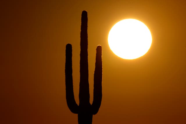 <p>A saguaro cactus stands against the rising sun in the desert north of Phoenix</p>