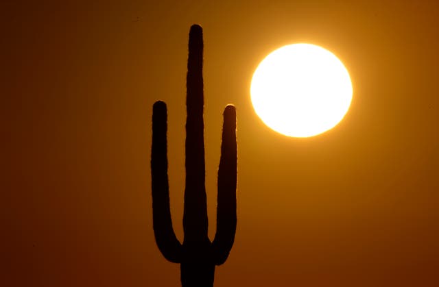 <p>A saguaro cactus stands against the rising sun in the desert north of Phoenix</p>