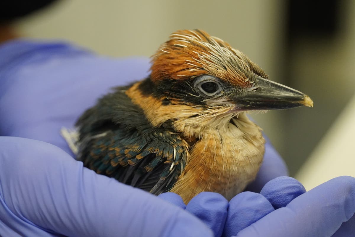 Near-extinct and ‘extremely precious’ kingfishers to be released into the wild