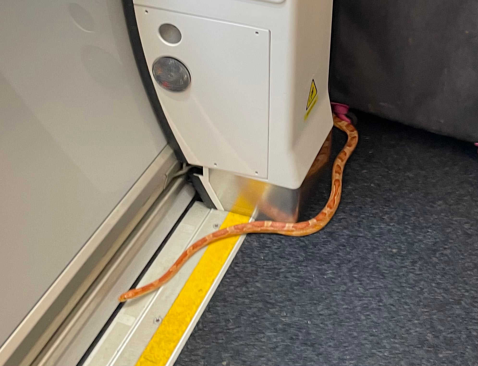 The runaway reptile was spotted on a train from Shipley to Leeds