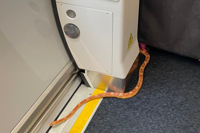 <p>The runaway reptile was spotted on a train from Shipley to Leeds</p>
