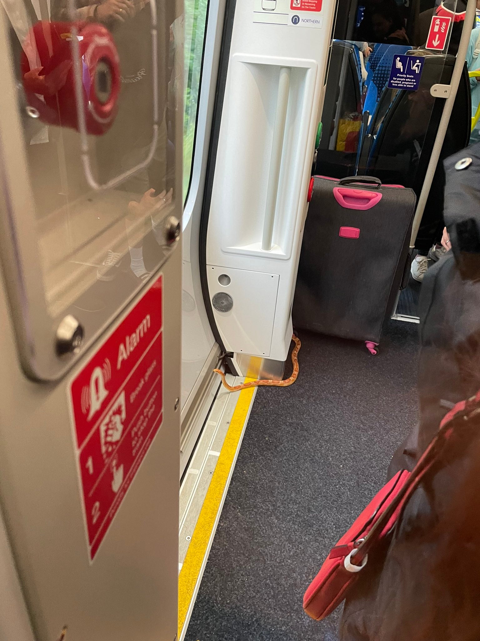 The snake was pictured by the train carriage door as if it was trying to escape