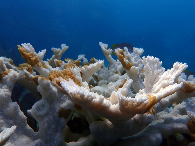 <p>Dead elkhorn coral at Sombrero Reef in the Florida Keys. The white areas are bleached coral, the brownish orange patches are “tissue slough”, coral tissue that has died before it has a chance to bleach </p>