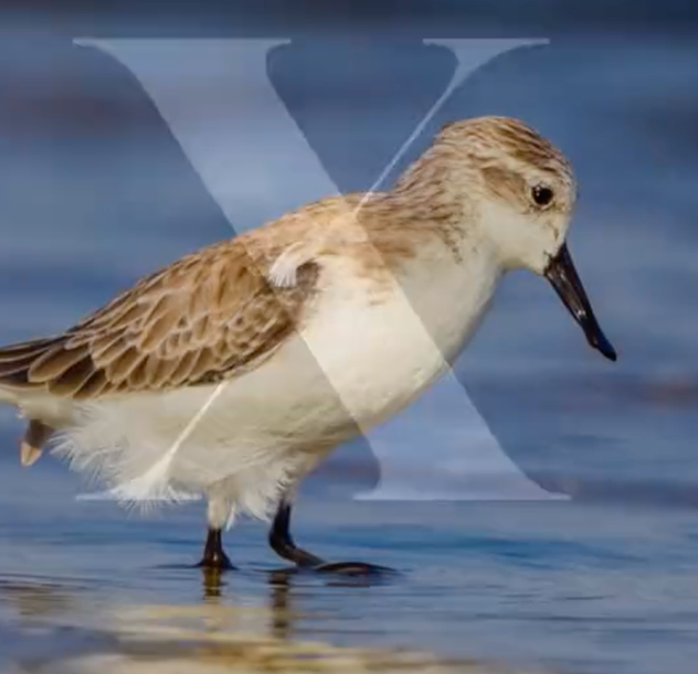 <p>The conservation non-profit WWF used Twitter’s announcement that it was dropping its iconic bird logo to point out the dangers to real-world species</p>