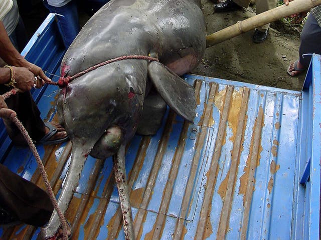 <p>File: A rescued river dolphin in Guwahati, Assam</p>