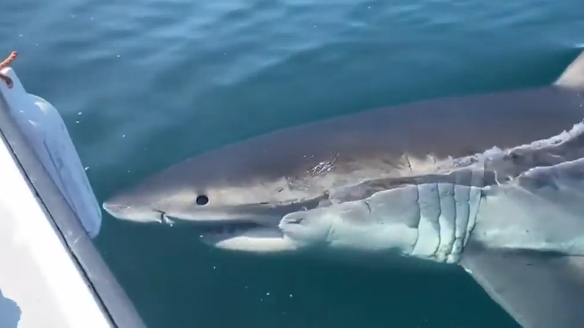 Moment great white shark swims directly under fishing boat off Canada coast