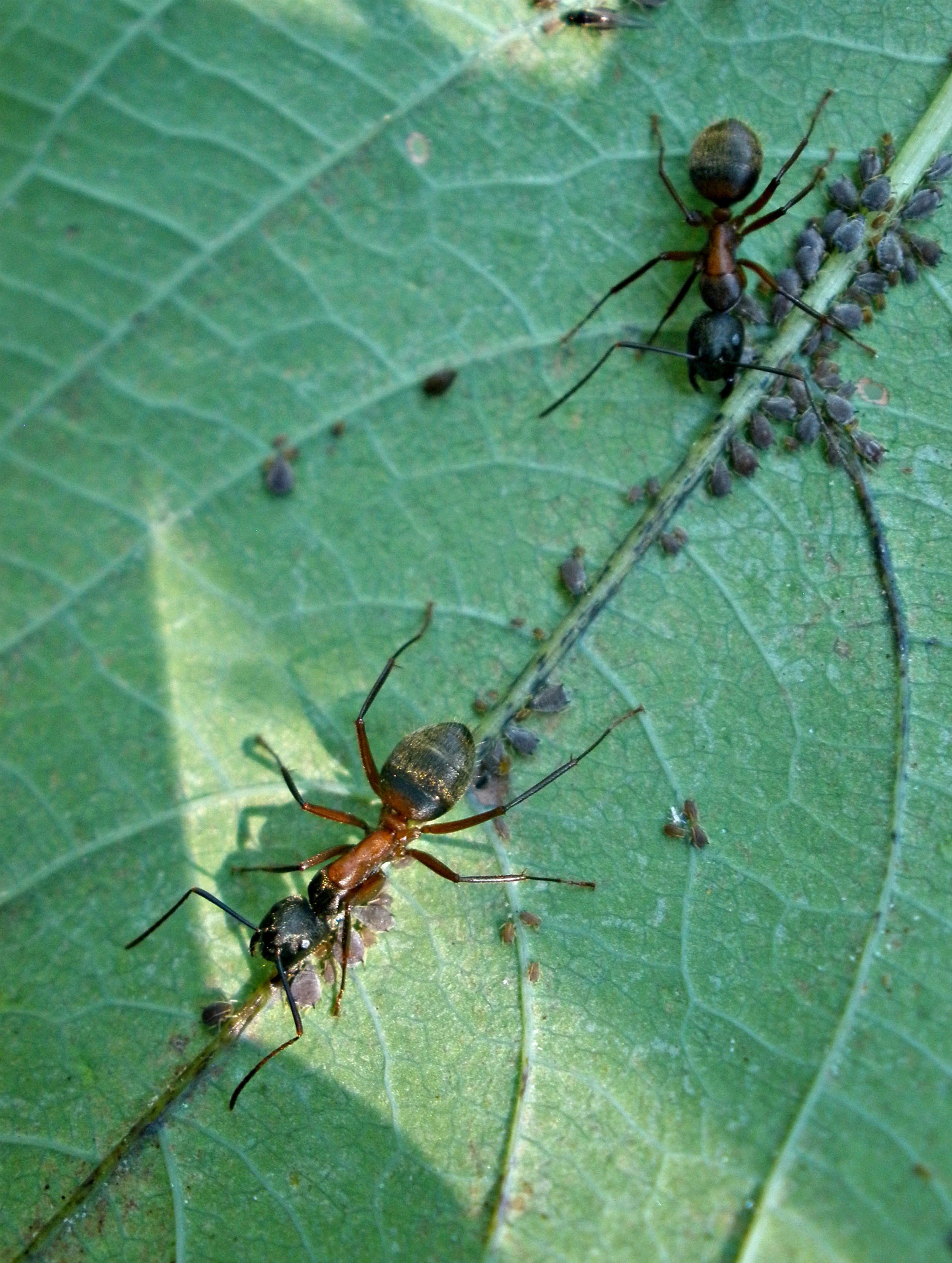Gardening Ants in the Plants