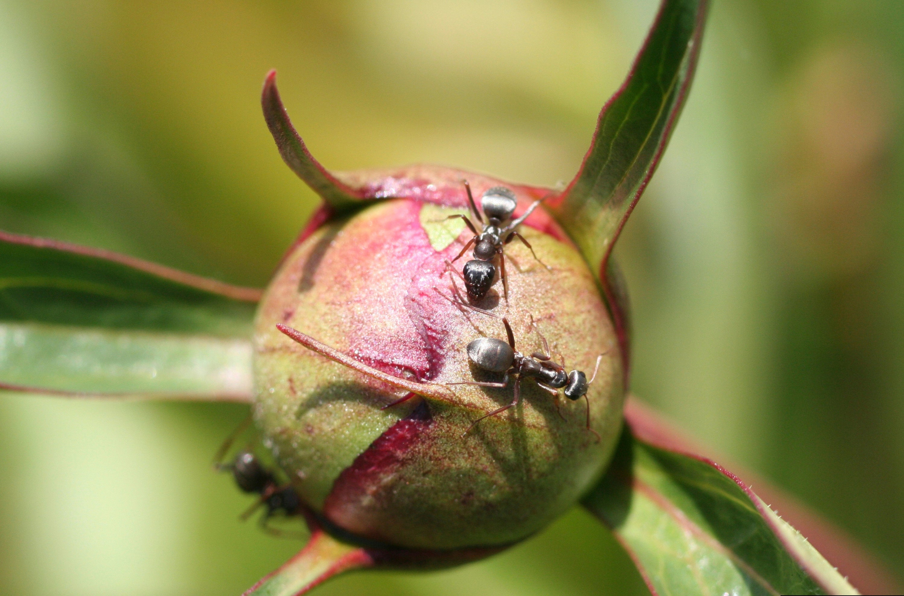 Gardening Ants in the Plants