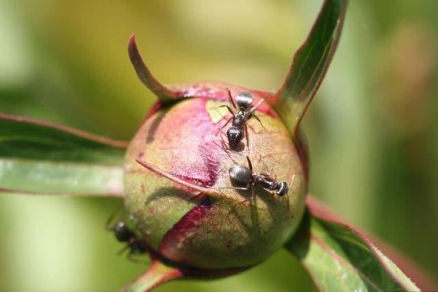 Gardening Ants in the Plants
