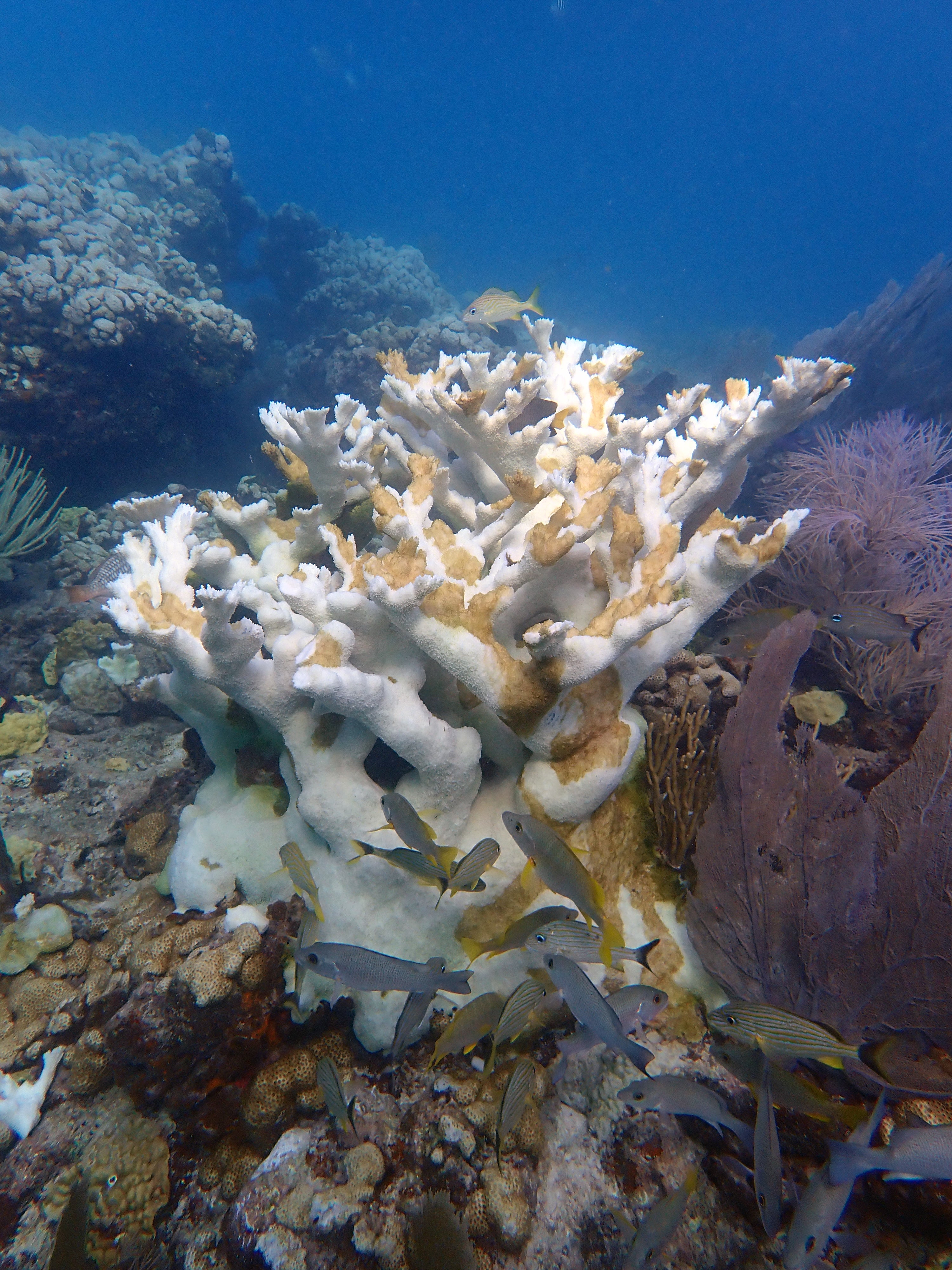 Dead coral at Sombrero Reef in the Florida Keys. The white areas are bleached coral and the brownish orange patches are ‘tissue slough’ – coral tissue that has died before it has a chance to bleach