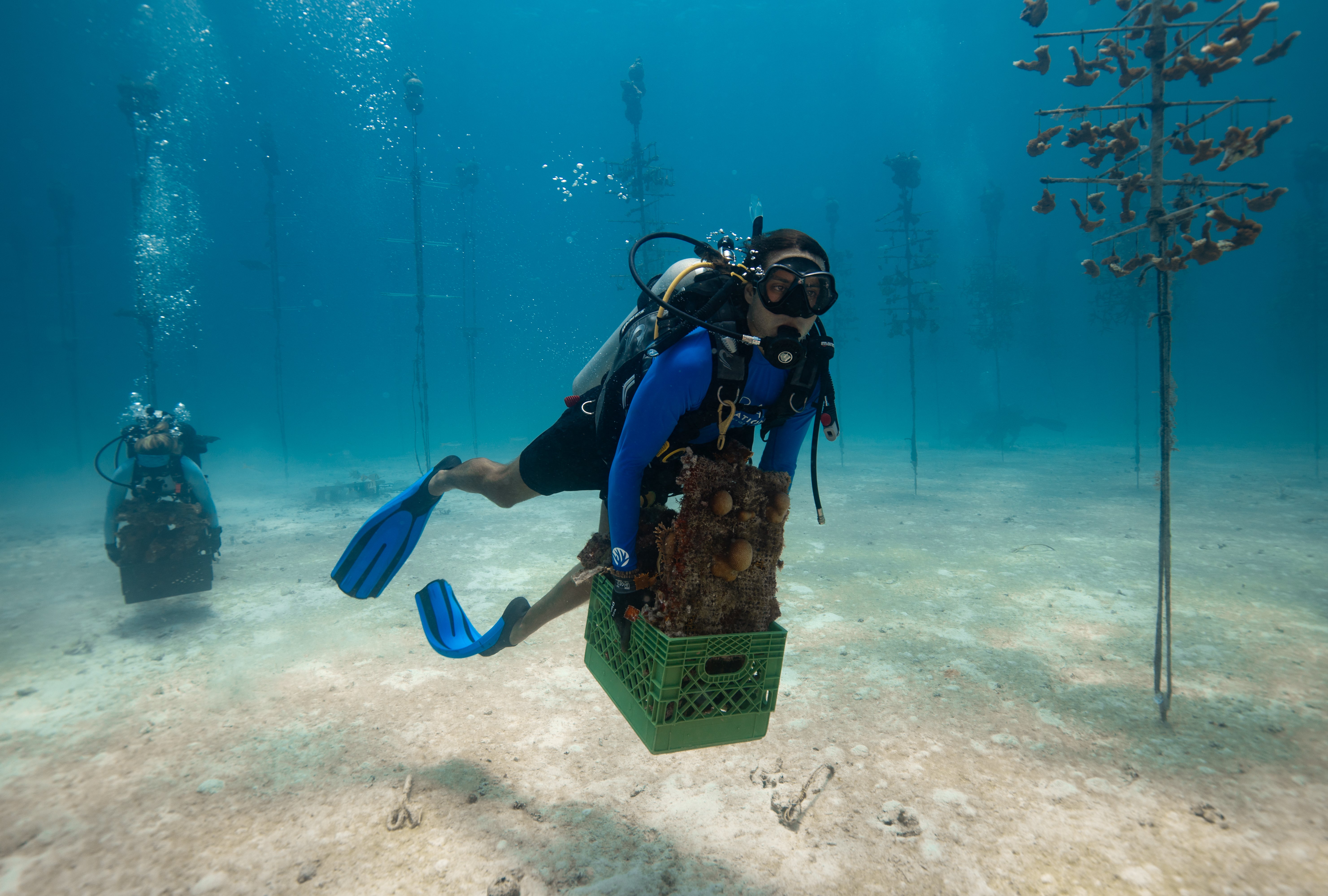 Abnormally high temperatures in Florida waters causing coral reef die ...